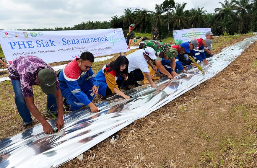 PHE Siak Gelar Pelatihan Budidaya Semangka dan Palawija serta Tanam 1500 Pohon di Desa Senama Nenek