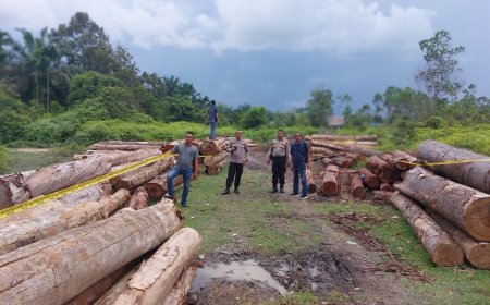 215 Tual Kayu Ilegal Logging Ditemukan Tidak Bertuan di Desa Kuntu Darussalam