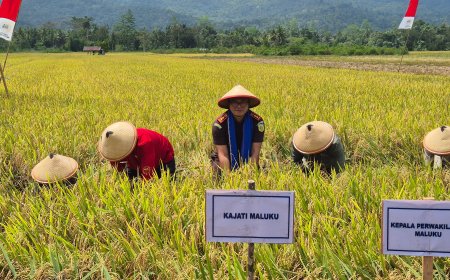 Kajati Maluku Panen Padi Sawah Di Desa Waimital