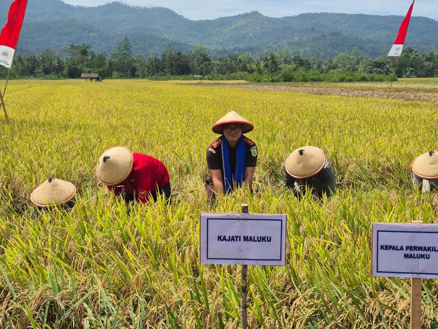 Kajati Maluku Panen Padi Sawah Di Desa Waimital
