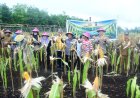 Panen Perdana Jagung BUMDes Restu Bersama Dukung Swasembada Pangan