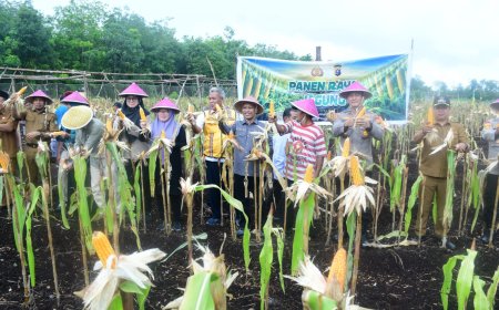 Panen Perdana Jagung BUMDes Restu Bersama Dukung Swasembada Pangan