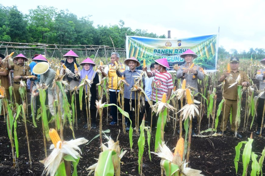 Panen Perdana Jagung BUMDes Restu Bersama Dukung Swasembada Pangan