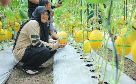 Panen Melon di Buantan Besar, Bupati Afni : Bukti nyata Dana Desa Tingkatkan PAD