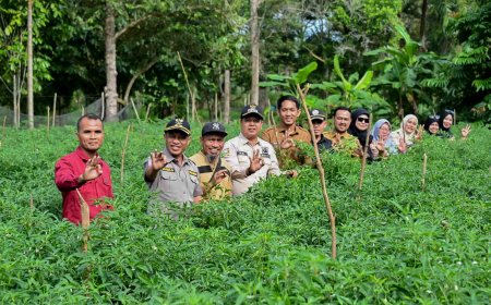 Panen Cabai BUMDes Pasiran Didampingi Wabup Bengkalis