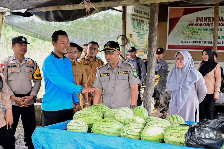 Panen Semangka Milenial Wabup Bengkalis Dorong Sinergi Pertanian Modern