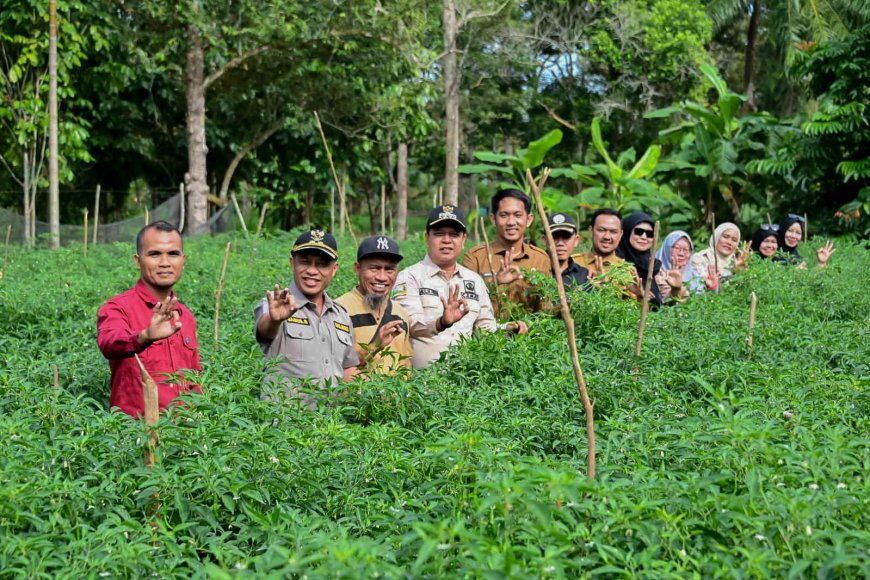 Panen Cabai BUMDes Pasiran Didampingi Wabup Bengkalis