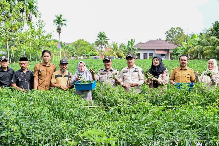 Panen Cabai BUMDes Pasiran Didampingi Wabup Bengkalis